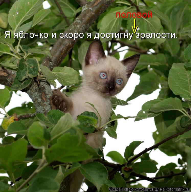 Я яблочко и скоро я достигну зрелости. половой I V... Котоматрица: Я яблочко и скоро я достигну зрелости. половой I V