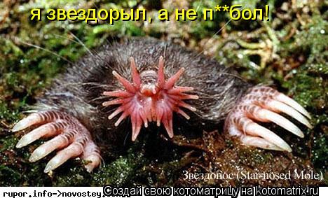 я звездорыл, а не п**бол!... Котоматрица: я звездорыл, а не п**бол!