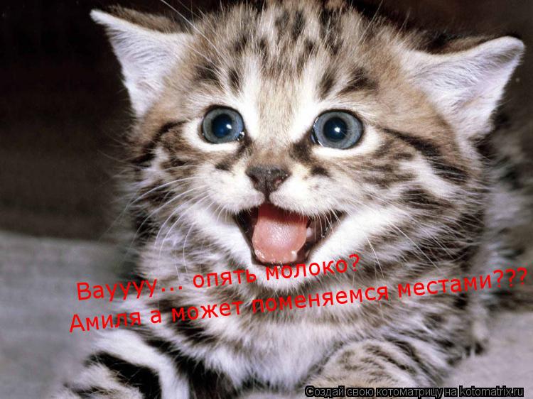 Вауууу... опять молоко? Амиля а может поменяемся местами???... Котоматрица: Вауууу... опять молоко? Амиля а может поменяемся местами???