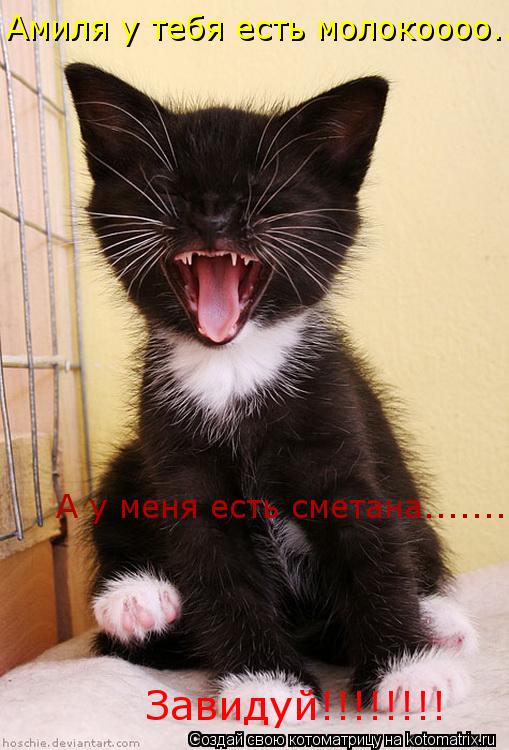 Амиля у тебя есть молокоооо........ А у меня есть сметана........ Завидуй!!!!!!!!... Котоматрица: Амиля у тебя есть молокоооо........ А у меня есть сметана........ Завидуй!!!!!!!!