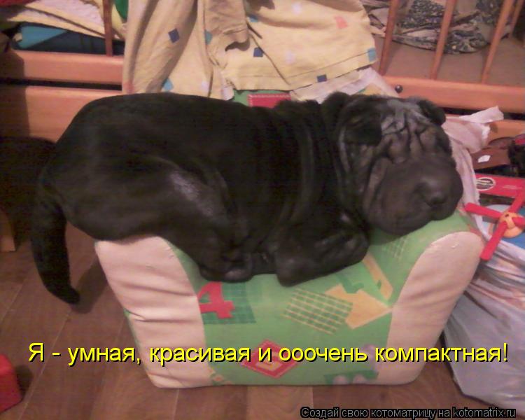 Я - умная, красивая и ооочень компактная!... Котоматрица: Я - умная, красивая и ооочень компактная!