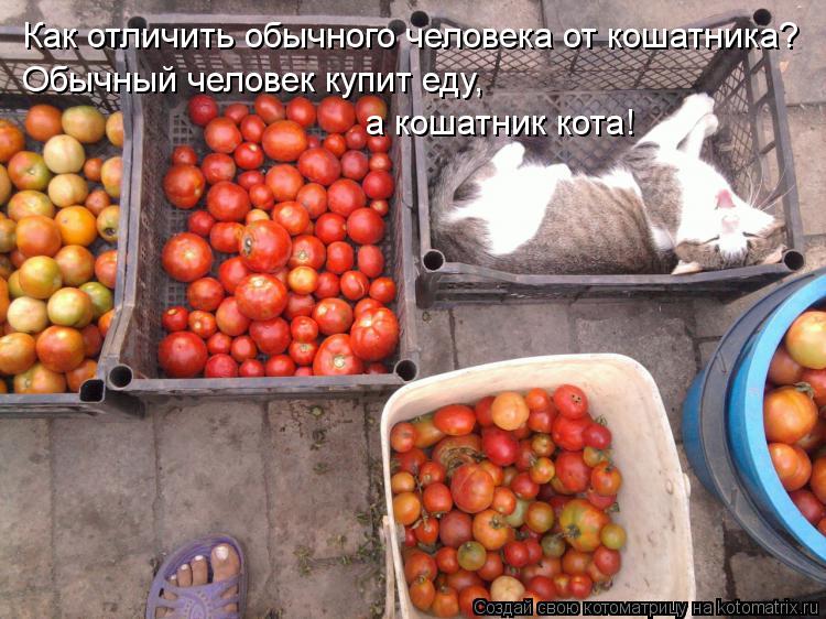 Как отличить обычного человека от кошатника? Обычный человек купит еду, а кошатник кота!... Котоматрица: Как отличить обычного человека от кошатника? Обычный человек купит еду, а кошатник кота!