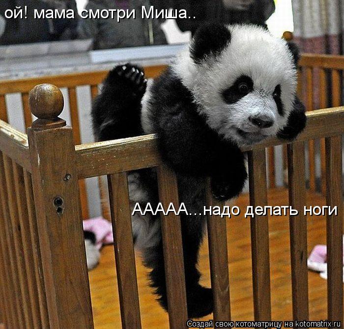 ой! мама смотри Миша.. ААААА...надо делать ноги... Котоматрица: ой! мама смотри Миша.. ААААА...надо делать ноги