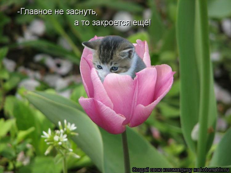 -Главное не заснуть , а то закроется ещё!... Котоматрица: -Главное не заснуть , а то закроется ещё!