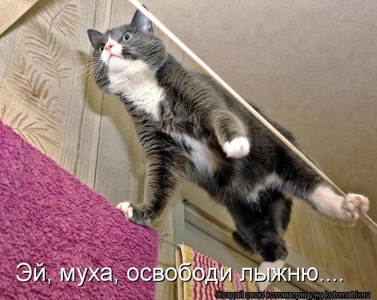 Эй, муха, освободи лыжню....... Котоматрица: Эй, муха, освободи лыжню....