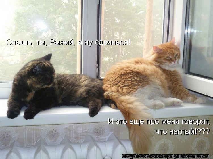Слышь, ты, Рыжий, а ну сдвинься! И это еще про меня говорят, что наглый!???... Котоматрица: Слышь, ты, Рыжий, а ну сдвинься! И это еще про меня говорят, что наглый!???