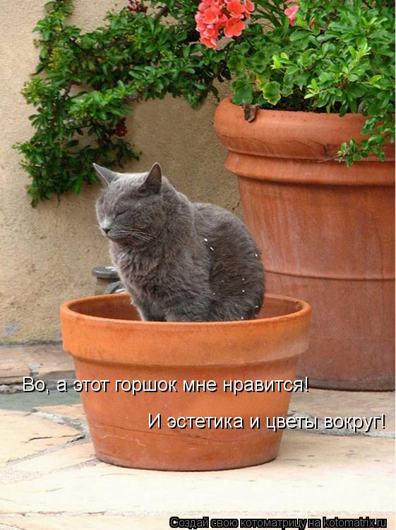 Во, а этот горшок мне нравится! И эстетика и цветы вокруг!... Котоматрица: Во, а этот горшок мне нравится! И эстетика и цветы вокруг!