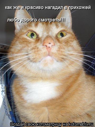 как же я красиво нагадил в прихожей любо дорого смотреть!!!... Котоматрица: как же я красиво нагадил в прихожей любо дорого смотреть!!!