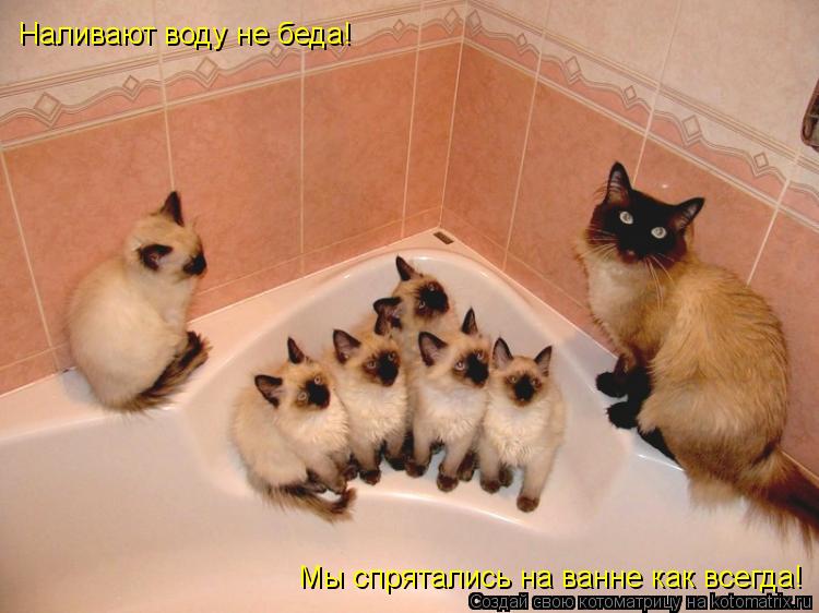 Котоматрица: Наливают воду не беда! Мы спрятались на ванне как всегда!