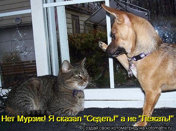 Котоматрица: Нет Мурзик! Я сказал "Седеть!" а не "Лежать!" Нет Мурзик! Я сказал "Седеть!" а не "Лежать!" Нет Мурзик! Я сказал "Седеть!" а не "Лежать!"