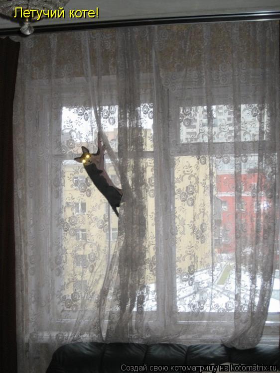Летучий коте!... Котоматрица: Летучий коте!