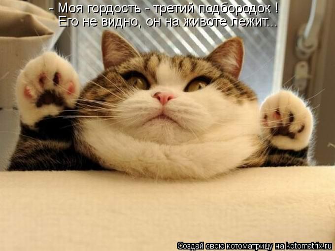 - Моя гордость - третий подбородок ! Его не видно, он на животе лежит...... Котоматрица: - Моя гордость - третий подбородок ! Его не видно, он на животе лежит...