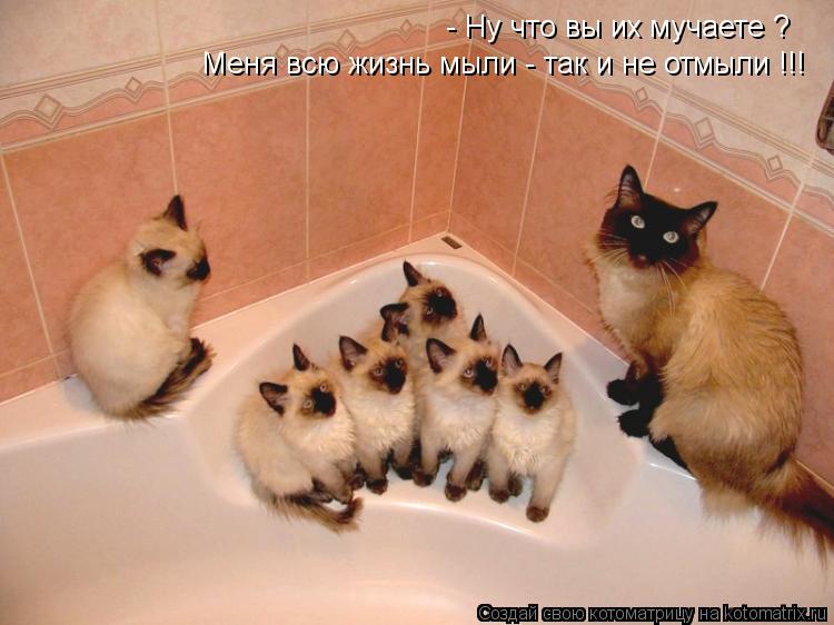 - Ну что вы их мучаете ? Меня всю жизнь мыли - так и не отмыли !!!... Котоматрица: - Ну что вы их мучаете ? Меня всю жизнь мыли - так и не отмыли !!!