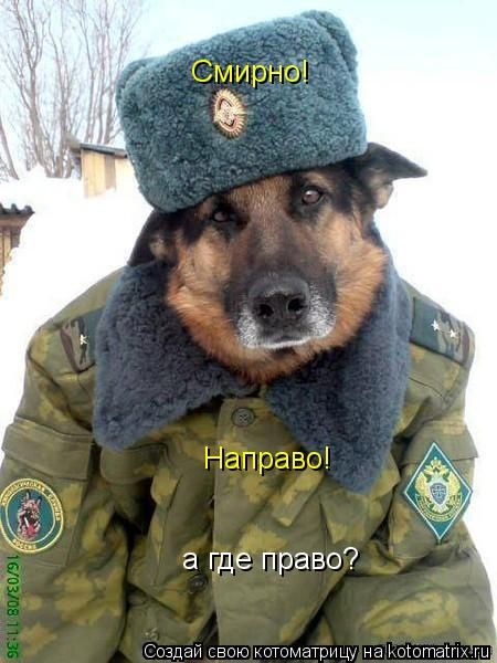 Смирно! Направо! а где право?... Котоматрица: Смирно! Направо! а где право?