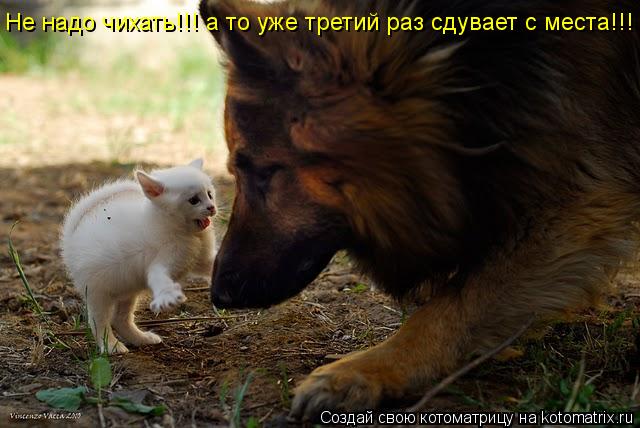 Не надо чихать!!! а то уже третий раз сдувает с места!!!... Котоматрица: Не надо чихать!!! а то уже третий раз сдувает с места!!!