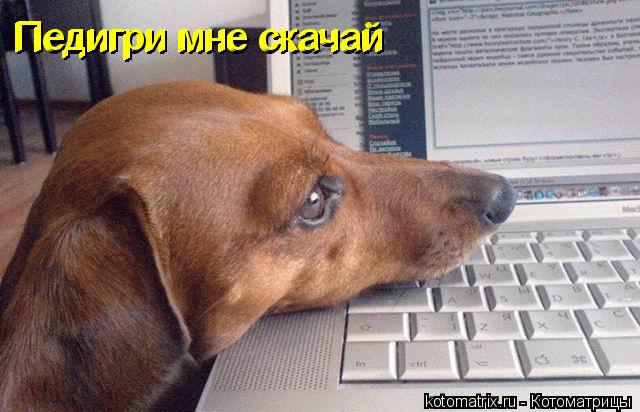 Педигри мне скачай Педигри мне скачай Педигри мне скачай... Котоматрица: Педигри мне скачай Педигри мне скачай Педигри мне скачай
