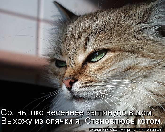 Выхожу из спячки я. Становлюсь котом. Солнышко весеннее заглянуло в дом.... Котоматрица: Выхожу из спячки я. Становлюсь котом. Солнышко весеннее заглянуло в дом.