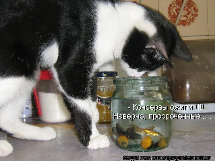- Консервы ожили !!!! Наверно, просроченные ....... Котоматрица: - Консервы ожили !!!! Наверно, просроченные ....
