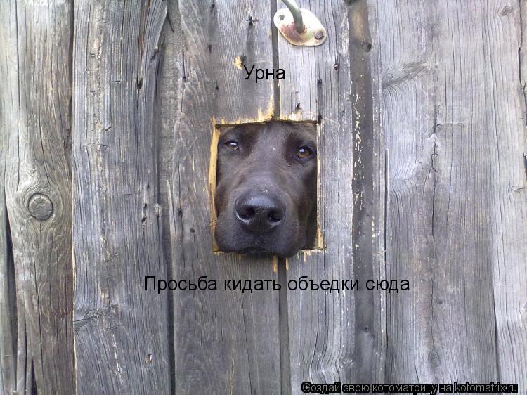 Урна Просьба кидать объедки сюда... Котоматрица: Урна Просьба кидать объедки сюда
