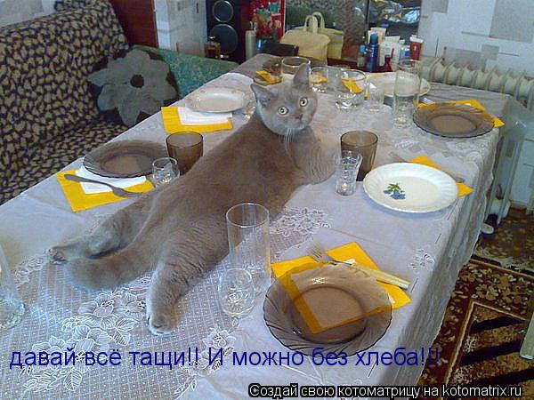 давай всё тащи!! И можно без хлеба!!!... Котоматрица: давай всё тащи!! И можно без хлеба!!!