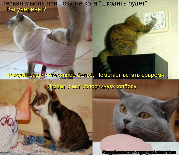 Играет и ест испорчиную колбосу. Первая мысль при покупке кота "шкодить будет" Вы уверены? Находит ва... Котоматрица: Играет и ест испорчиную колбосу. Первая мысль при покупке кота "шкодить будет" Вы уверены? Находит ваше потерянное бельё, Помогает встать во