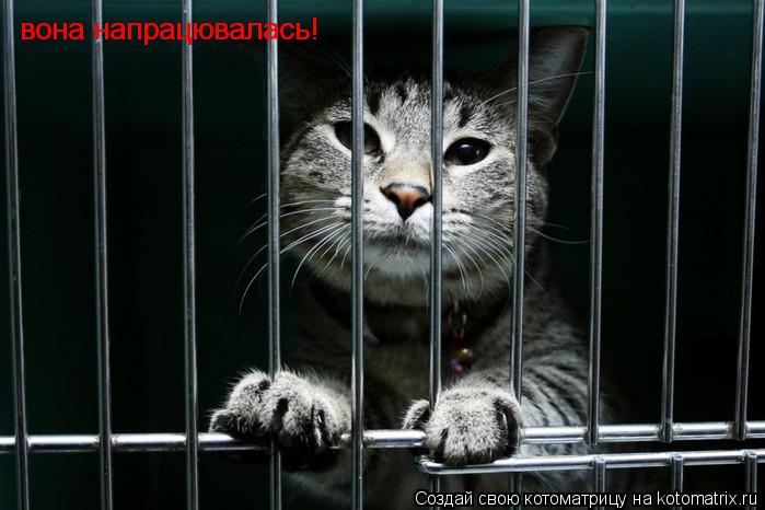 вона напрацювалась! вона напрацювалась!... Котоматрица: вона напрацювалась! вона напрацювалась!