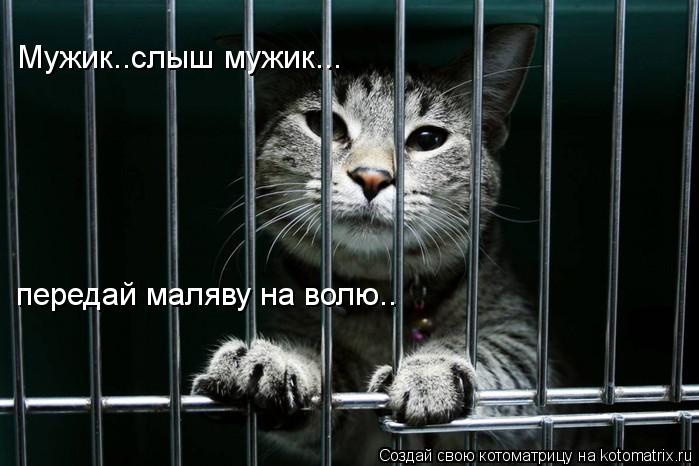 Мужик..слыш мужик... передай маляву на волю..... Котоматрица: Мужик..слыш мужик... передай маляву на волю..