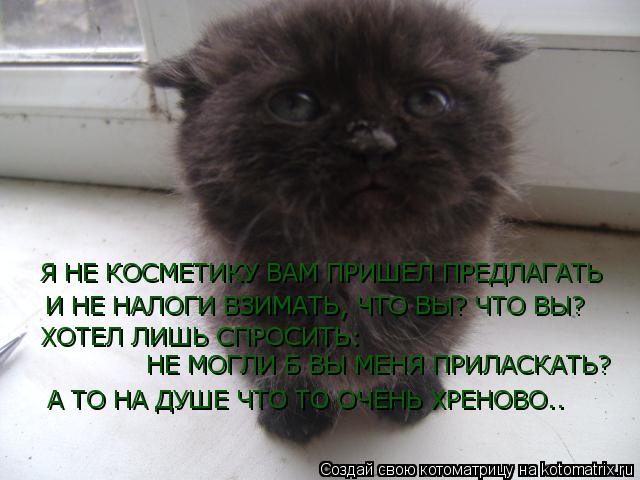 Я НЕ КОСМЕТИКУ ВАМ ПРИШЕЛ ПРЕДЛАГАТЬ И НЕ НАЛОГИ ВЗИМАТЬ, ЧТО ВЫ? ЧТО ВЫ? ХОТЕЛ ЛИШЬ СПРОСИТЬ: НЕ МО... Котоматрица: Я НЕ КОСМЕТИКУ ВАМ ПРИШЕЛ ПРЕДЛАГАТЬ И НЕ НАЛОГИ ВЗИМАТЬ, ЧТО ВЫ? ЧТО ВЫ? ХОТЕЛ ЛИШЬ СПРОСИТЬ: НЕ МОГЛИ Б ВЫ МЕНЯ ПРИЛАСКАТЬ? А ТО НА ДУШЕ ЧТО