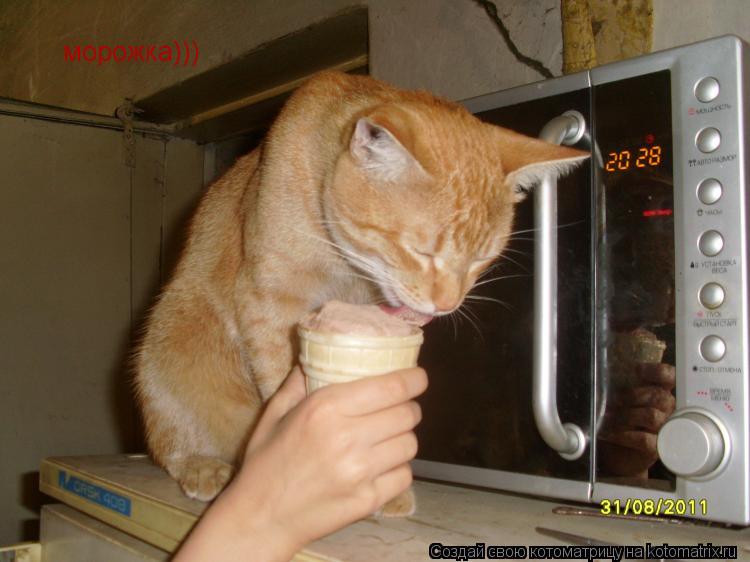 морожка)))... Котоматрица: морожка)))
