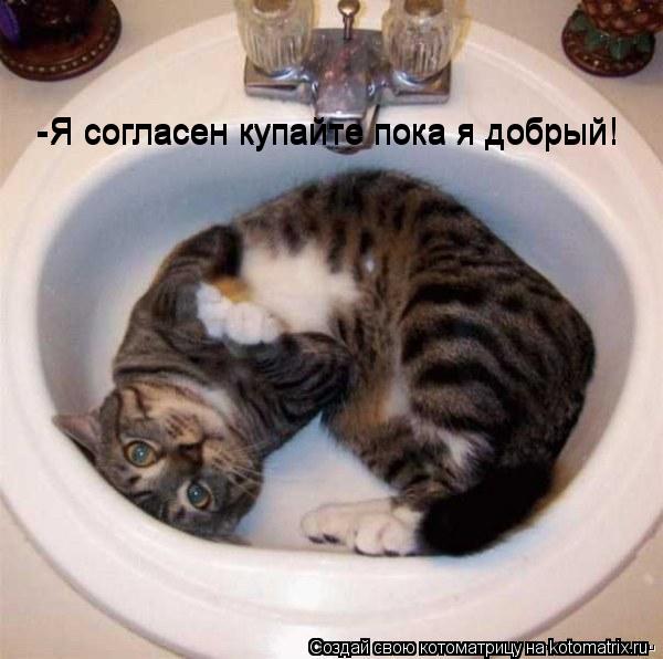 -Я согласен купайте пока я добрый! -Я согласен купайте пока я добрый!... Котоматрица: -Я согласен купайте пока я добрый! -Я согласен купайте пока я добрый!