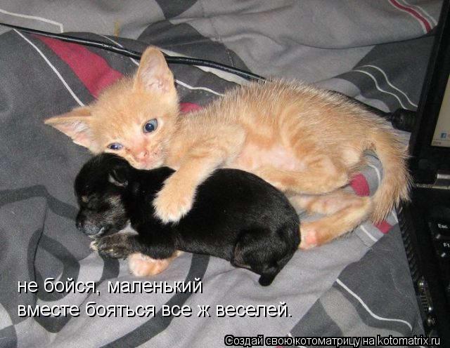 не бойся, маленький вместе бояться все ж веселей.... Котоматрица: не бойся, маленький вместе бояться все ж веселей.