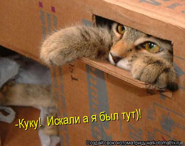 -Куку! Искали а я был тут)!... Котоматрица: -Куку! Искали а я был тут)!
