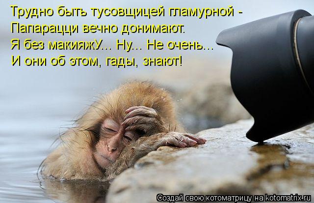 Трудно быть тусовщицей гламурной - Папарацци вечно донимают. Я без макияжУ... Ну... Не очень... И они... Котоматрица: Трудно быть тусовщицей гламурной - Папарацци вечно донимают. Я без макияжУ... Ну... Не очень... И они об этом, гады, знают!