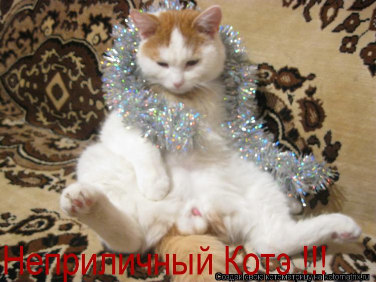 Неприличный Котэ !!!... Котоматрица: Неприличный Котэ !!!