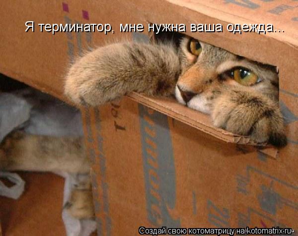 Я терминатор, мне нужна ваша одежда...... Котоматрица: Я терминатор, мне нужна ваша одежда...