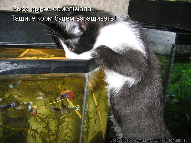 Рыба нынче обмельчала... Тащите корм будем взращивать!... Котоматрица: Рыба нынче обмельчала... Тащите корм будем взращивать!