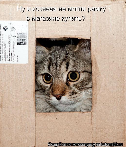 Ну и хозяева не могли рамку в магазине купить?... Котоматрица: Ну и хозяева не могли рамку в магазине купить?