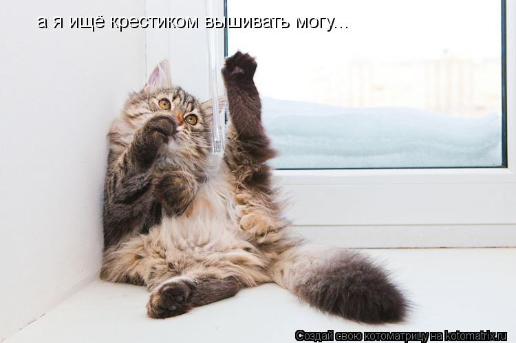 а я ищё крестиком вышивать могу...... Котоматрица: а я ищё крестиком вышивать могу...
