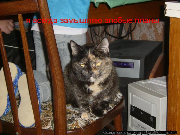 я всегда замышляю злобые планы... Котоматрица: я всегда замышляю злобые планы