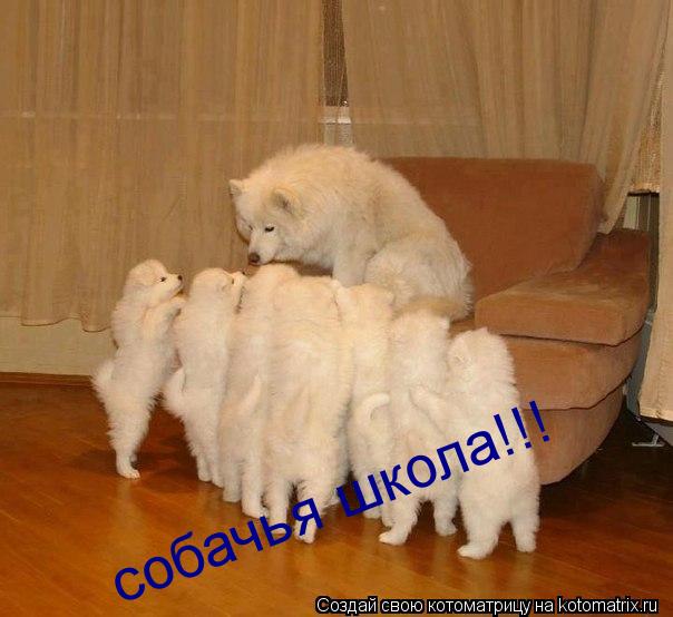 собачья школа!!!... Котоматрица: собачья школа!!!