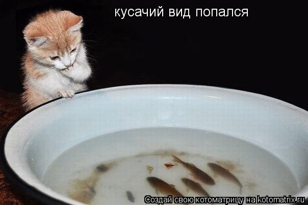 кусачий вид попался... Котоматрица: кусачий вид попался