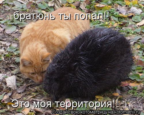 братюнь ты попал!! Это моя территория!!... Котоматрица: братюнь ты попал!! Это моя территория!!