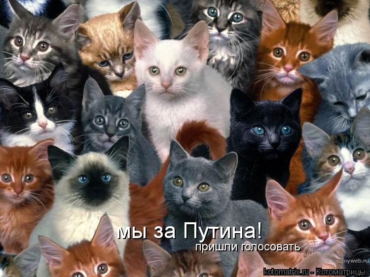 мы за Путина! пришли голосовать... Котоматрица: мы за Путина! пришли голосовать