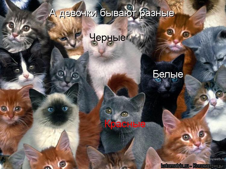 А девочки бывают разные Черные Белые Красные... Котоматрица: А девочки бывают разные Черные Белые Красные
