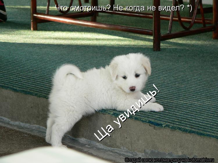 Что смотришь? Не когда не видел? *) Ща увидишь!... Котоматрица: Что смотришь? Не когда не видел? *) Ща увидишь!
