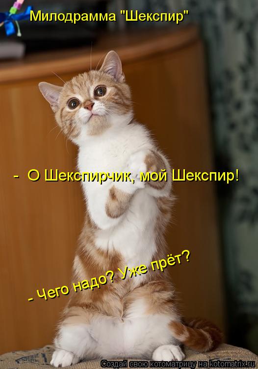 Милодрамма "Шекспир" - О Шекспирчик, мой Шекспир! - Чего надо? Уже прёт?... Котоматрица: Милодрамма "Шекспир" - О Шекспирчик, мой Шекспир! - Чего надо? Уже прёт?