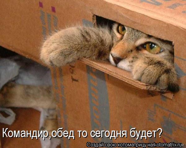 Командир,обед то сегодня будет?... Котоматрица: Командир,обед то сегодня будет?