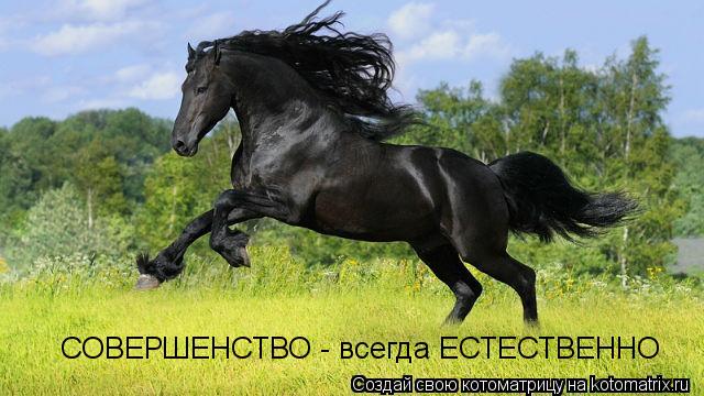 СОВЕРШЕНСТВО - всегда ЕСТЕСТВЕННО... Котоматрица: СОВЕРШЕНСТВО - всегда ЕСТЕСТВЕННО