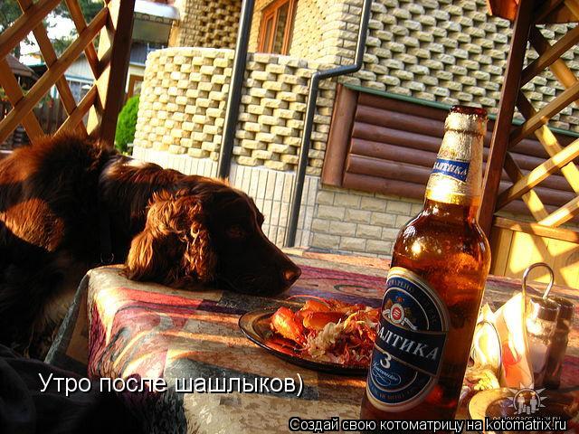Утро после шашлыков)... Котоматрица: Утро после шашлыков)