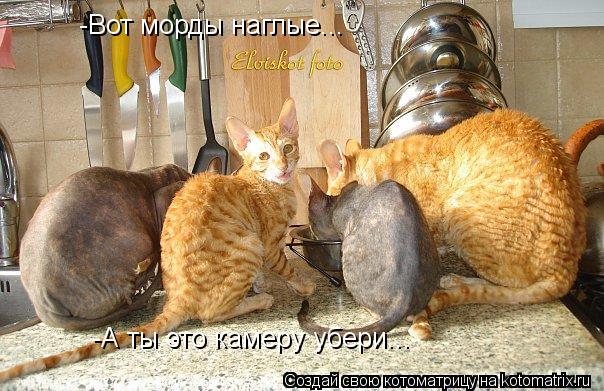 -Вот морды наглые... -А ты это камеру убери...... Котоматрица: -Вот морды наглые... -А ты это камеру убери...